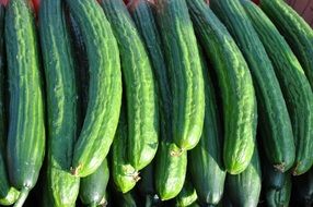 Cucumis sativus