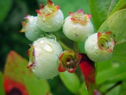 blueberries flower