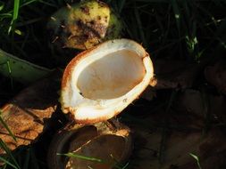 shell from a chestnut under the bright sun