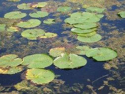 green leaves of water lilies and algae on a pond