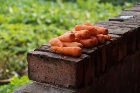 still life of harvested carrots