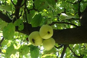 green ripe apples on a branch