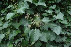 ivy fruits