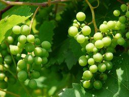 grapes on a background of leaves