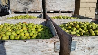 juicy bartlett pear