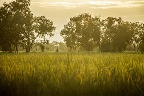 sunny rice field in asia