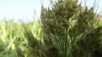 green sorghum on a field close-up