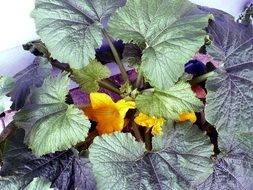 blue bloom zucchini