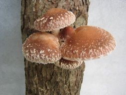 fresh and beautiful mushroom shiitake