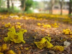 withered petals of flowers outdoors