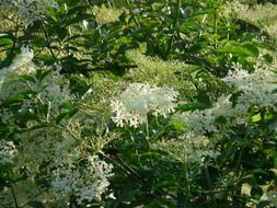 Elderflower blossomes in the forest close-up