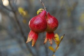 beautiful pomegranates on a branch