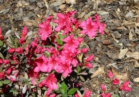 bright pink wildflowers