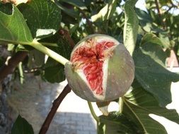 open fig fruit on tree