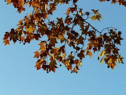 brown maple leaves against the sky