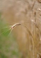 grain field in blurred form