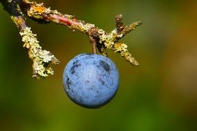 Berry of a blackthorn on a branch close-up