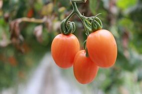 three pink tomatoes on a branch