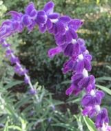 blue velvet sage flower