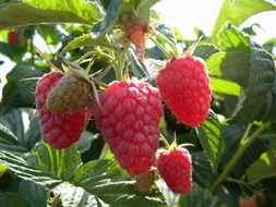 berries lovely organic