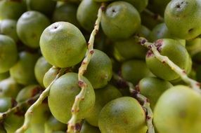 butia fruit