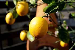 lemon tree fruit sunny day view