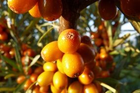 ripe fruits on a bush macro