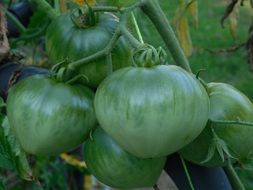 fresh green tomato on bunch close-up