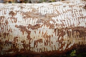 White brown log bark