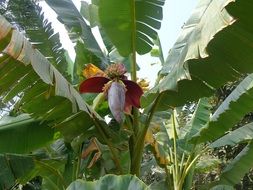 banana tree flower