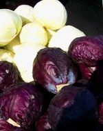 red and white cabbage heads