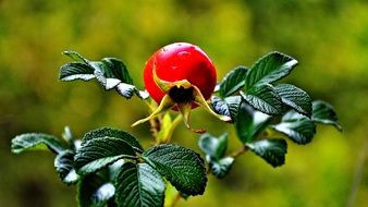 Rosehip berry in nature close-up on blurred background