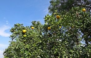 citrus tree in india