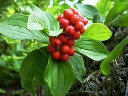 red berries on a wild plant