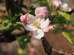 spring apple blossom fruit tree closeup