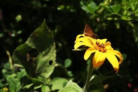 butterfly on a yellow daisy close up