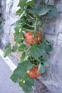 pumpkins with leaves