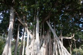 ficus macrophylla plant