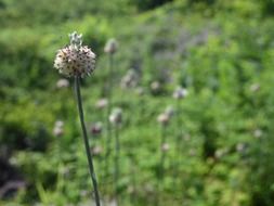 wild garlic seed head close up