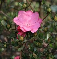 pink azalea flower