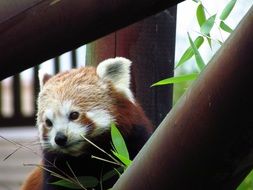 hungry red panda at the zoo