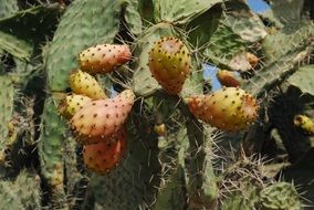 nature cactus