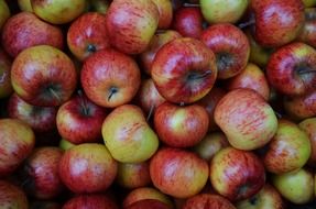 autumnal apples