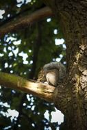 squirrel eating nut on tree close-up on blurred background