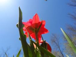 tulip wildflower