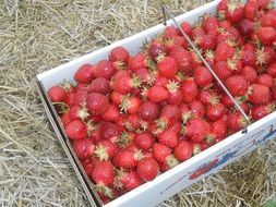 strawberries fresh fruit nutrition