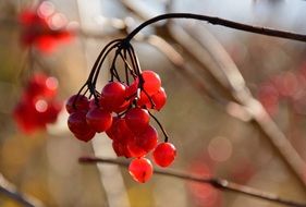 red berries on a bare branch at blurred background