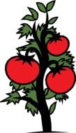 red tomatoes on a green bush drawing