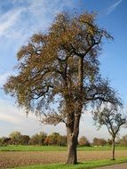 fresh and beautiful pear tree
