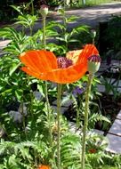 flowering poppies in a sunny garden
